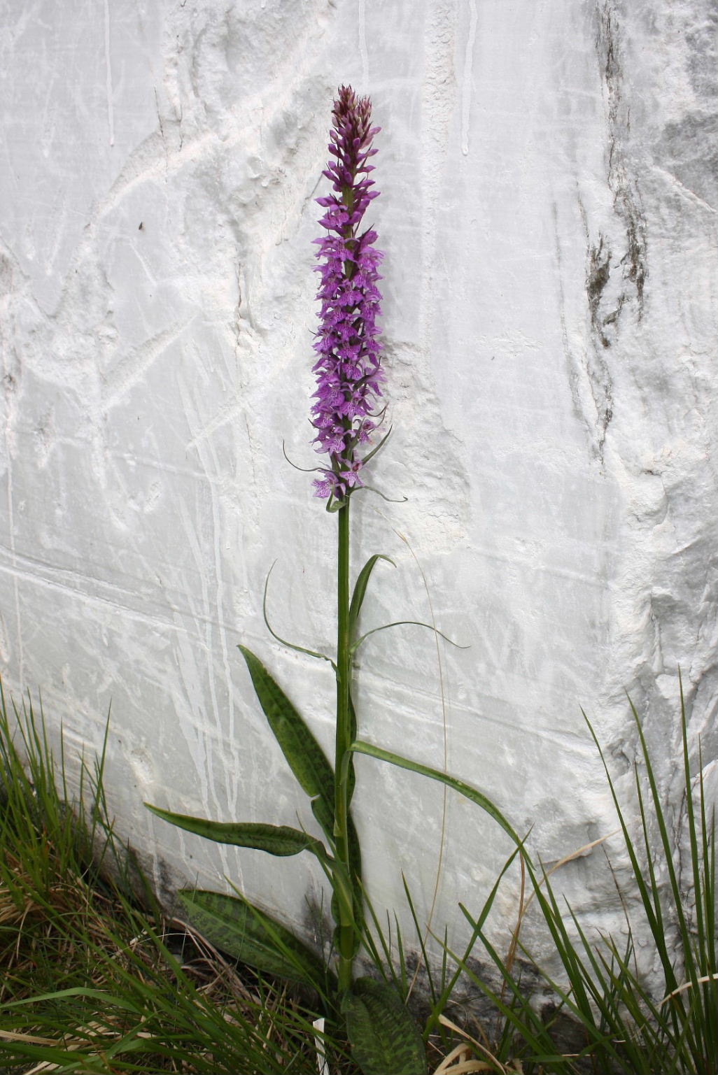 Questa  la D. saccifera?